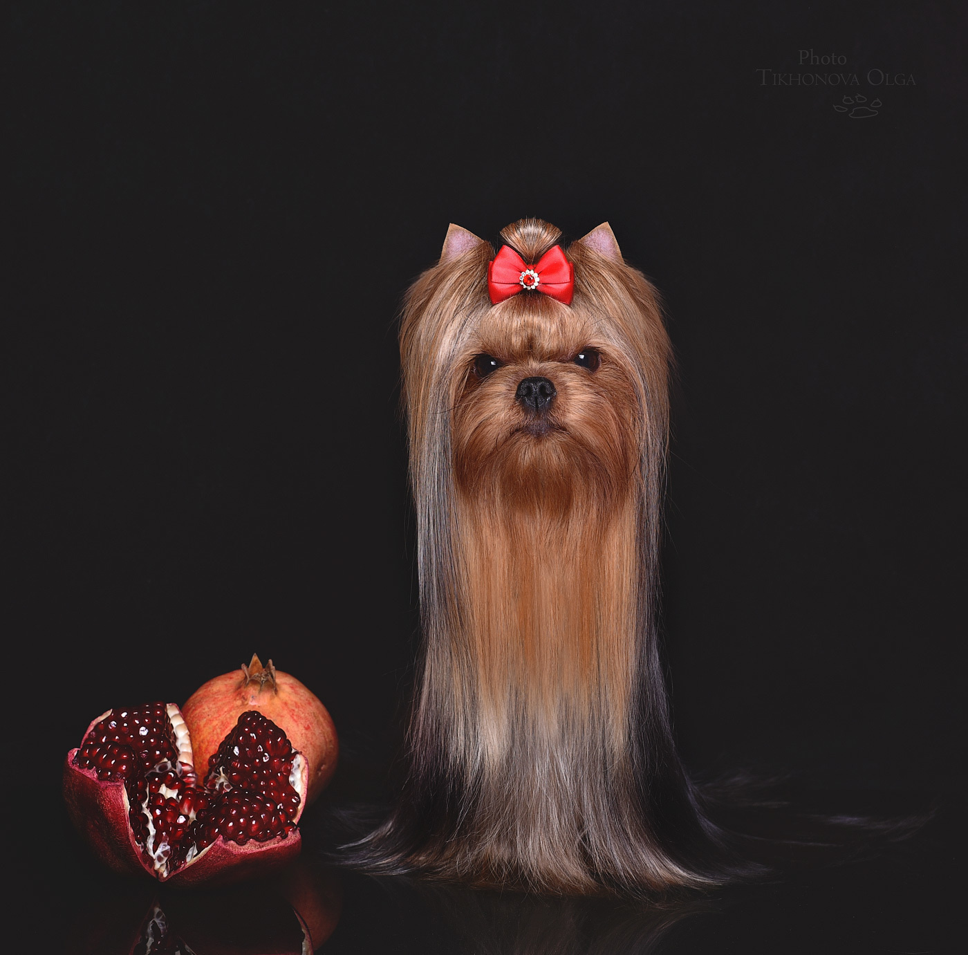 МИТТЭН СКАЙ ЗОИ САЛДАНА. Питомник Йоркширских терьеров Дэнстайл в Санкт-Петербурге заводчик Тих