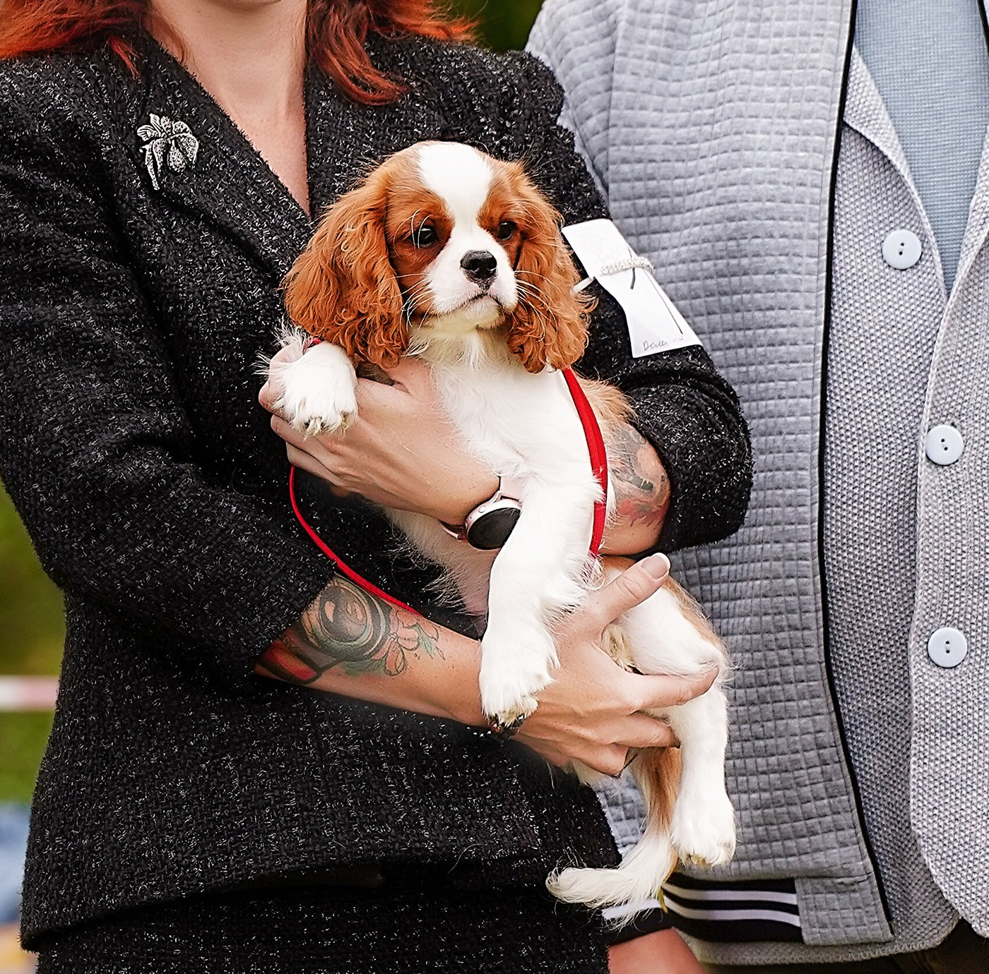 Кобели. Питомник кавалер кинг чарльз спаниелей