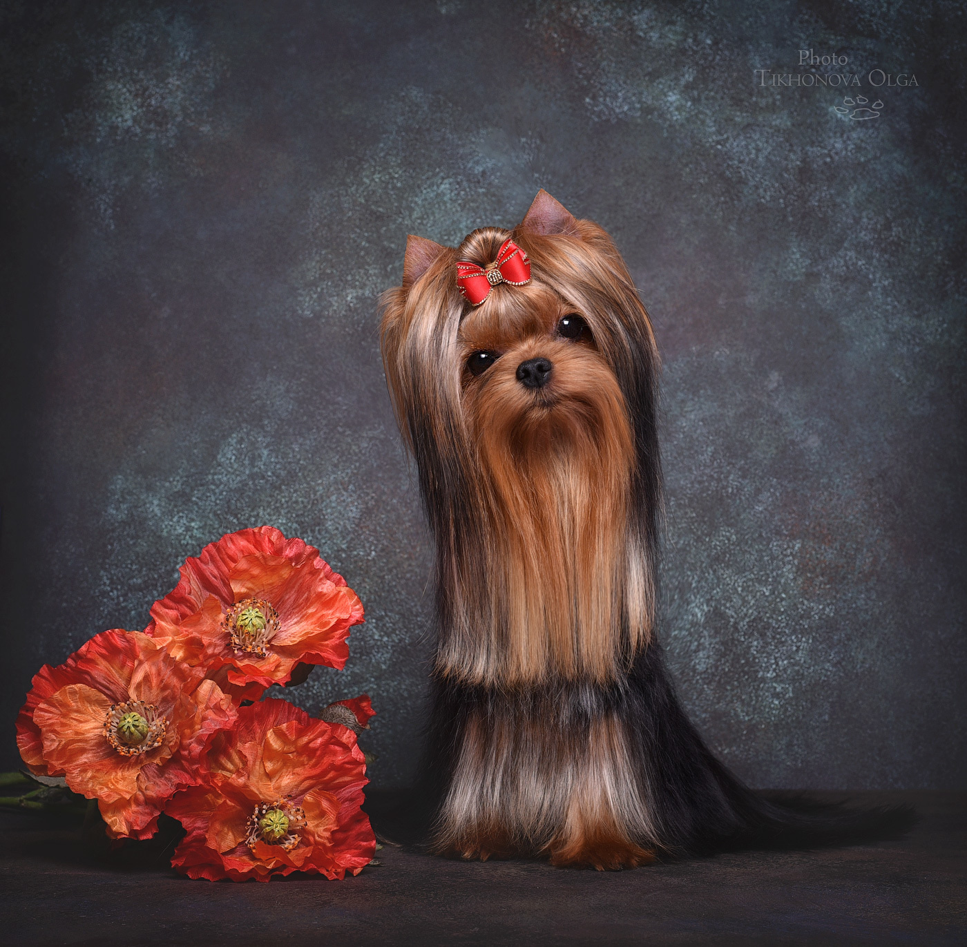 STEEL STAR BOSS HUGO BOSS. Питомник Йоркширских терьеров Дэнстайл в Санкт-Петербурге заводчик Тих