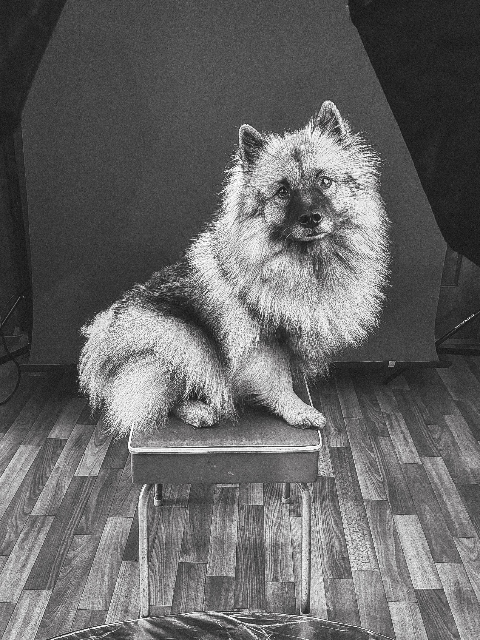 Фотосессия собаки в студии на фонах. Фотограф собак в Москве и Московской области Иванушкина Мария