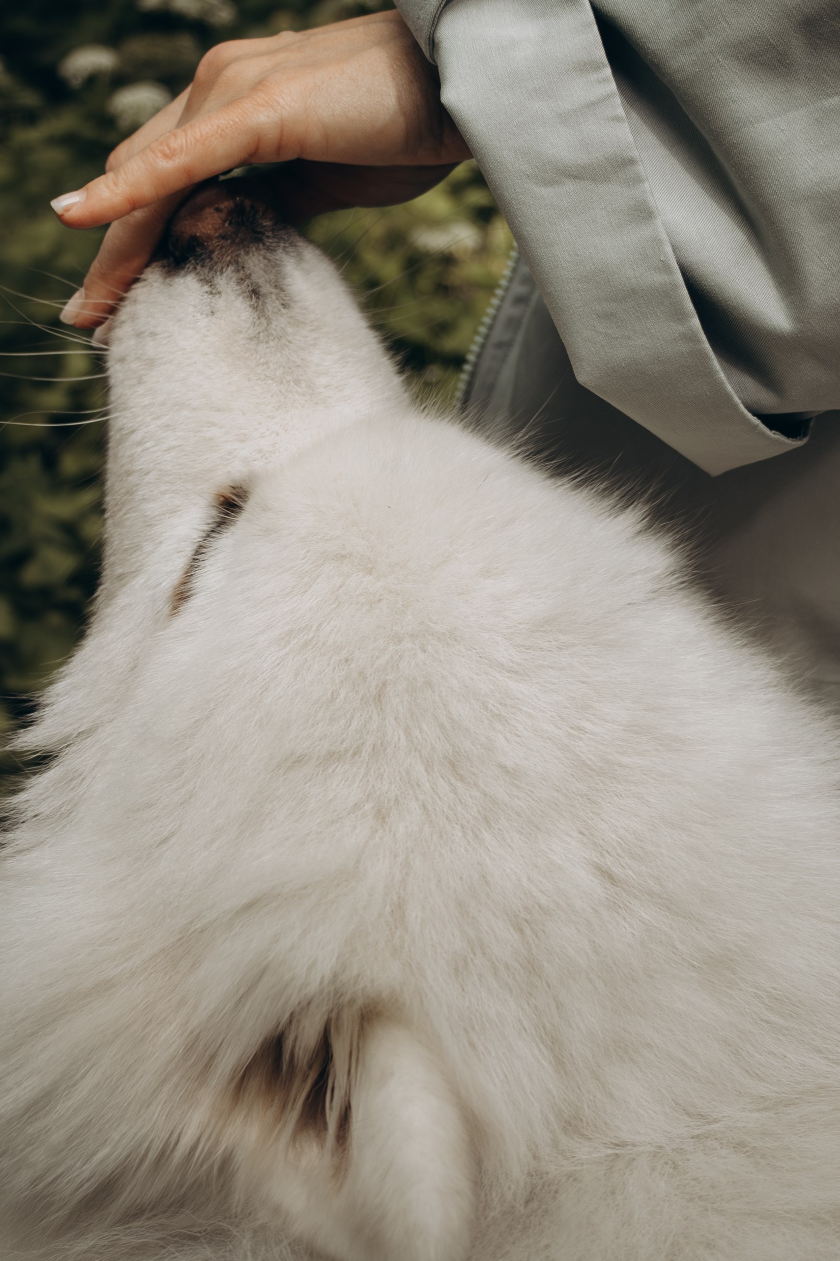 Как подготовить собаку к фотосессии. Фотограф-анималист в Москве Екатерина Тихонова