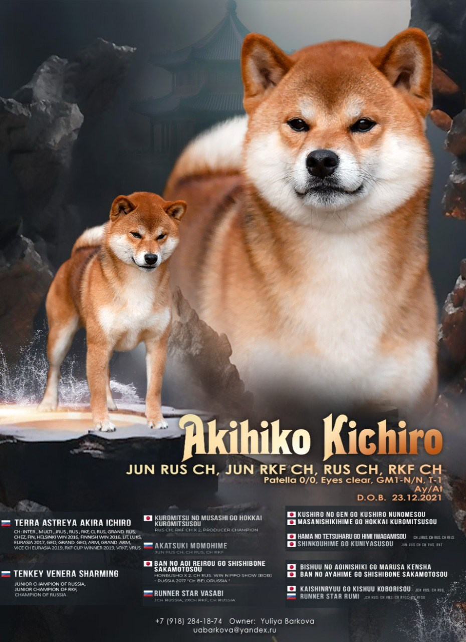 AKIHIKO KICHIRO. Питомник сиба-ину «Sharm Grais» в Краснодаре