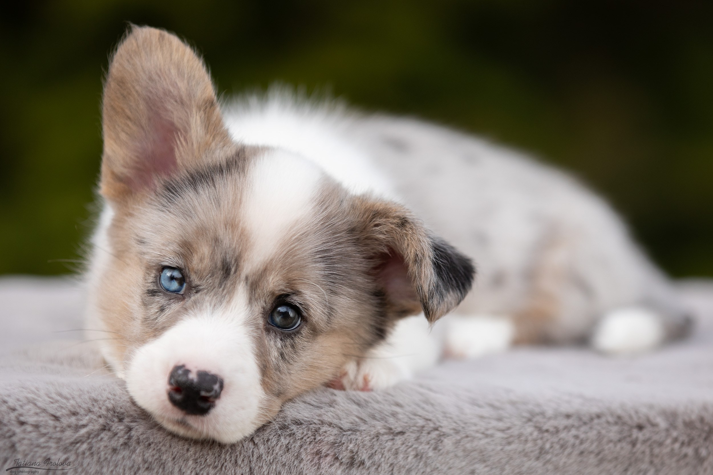 Стоимость съемки помета щенков для заводчиков. Фотограф-анималист в Москве и Московской области Татьяна Фролова