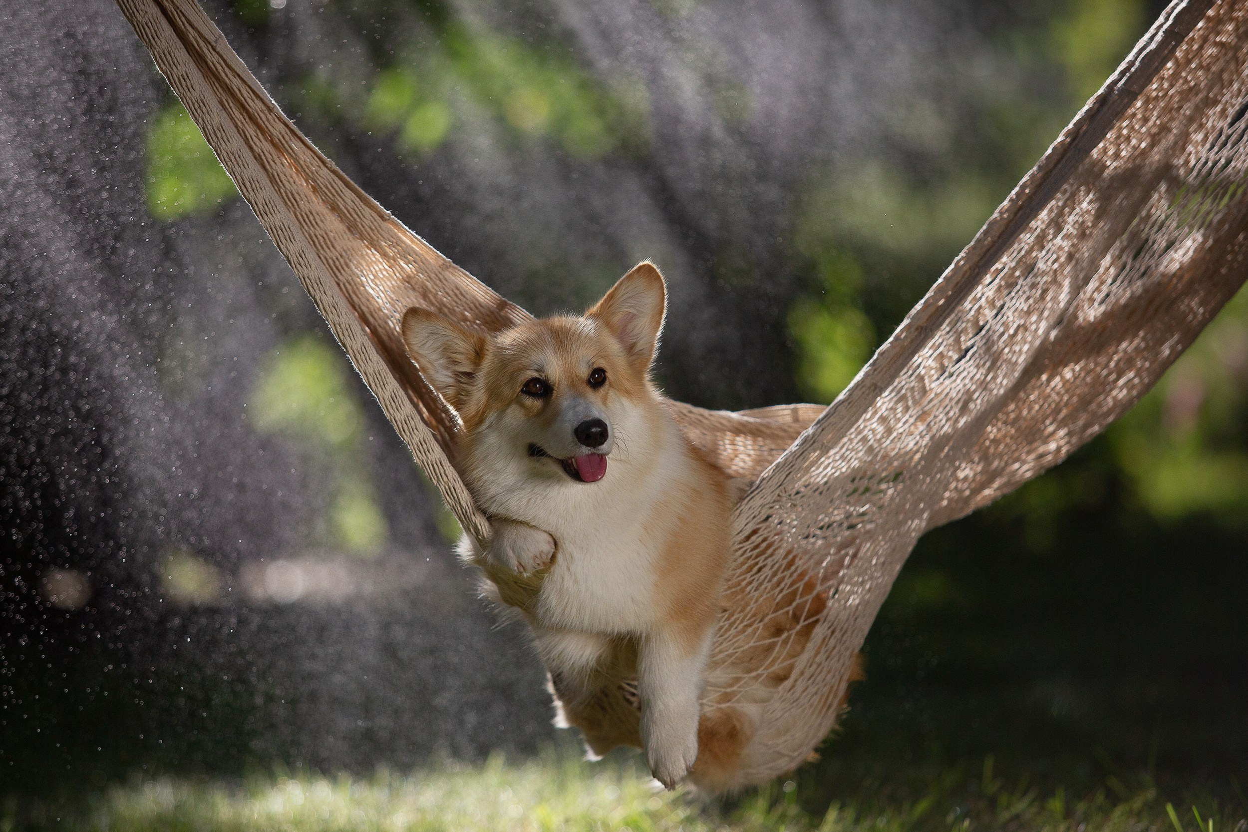 Фотограф-анималист Юлия Удовенко