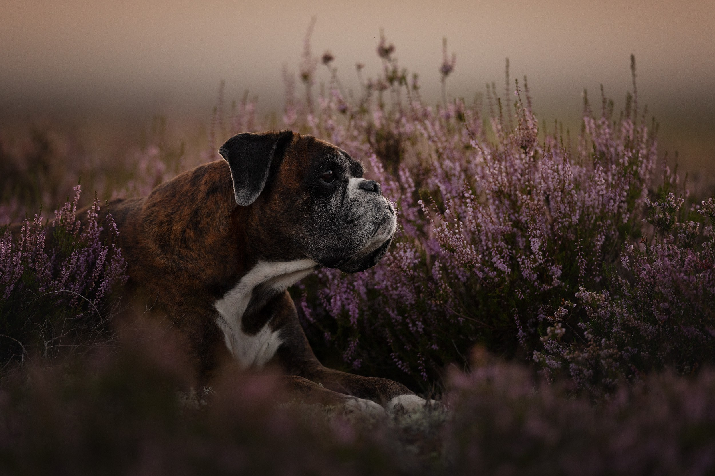 Онлайн-курс по съемке собак. Фотограф Анастасия Ветковская, Москва