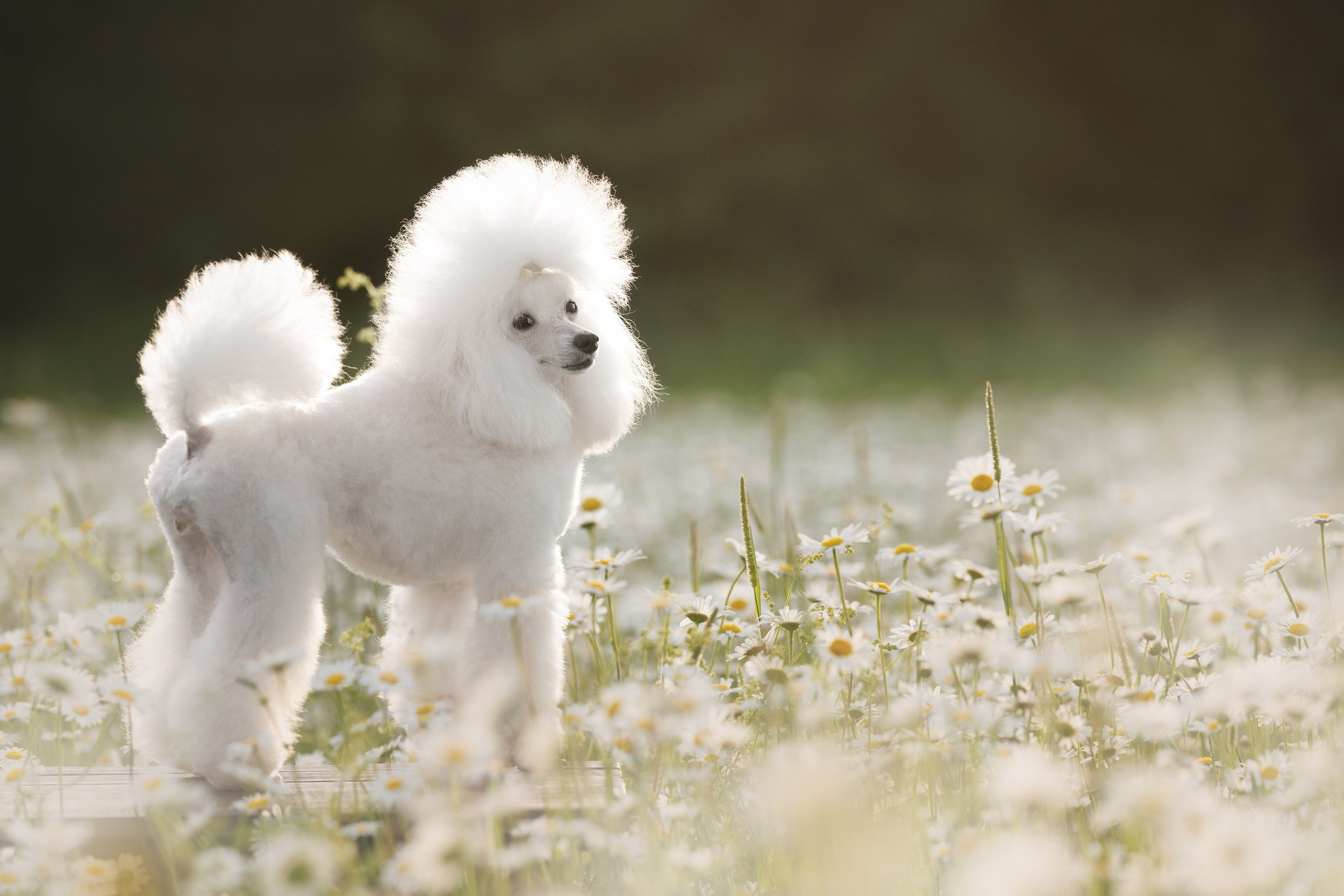 Онлайн-курс по съемке собак. Фотограф Анастасия Ветковская, Москва