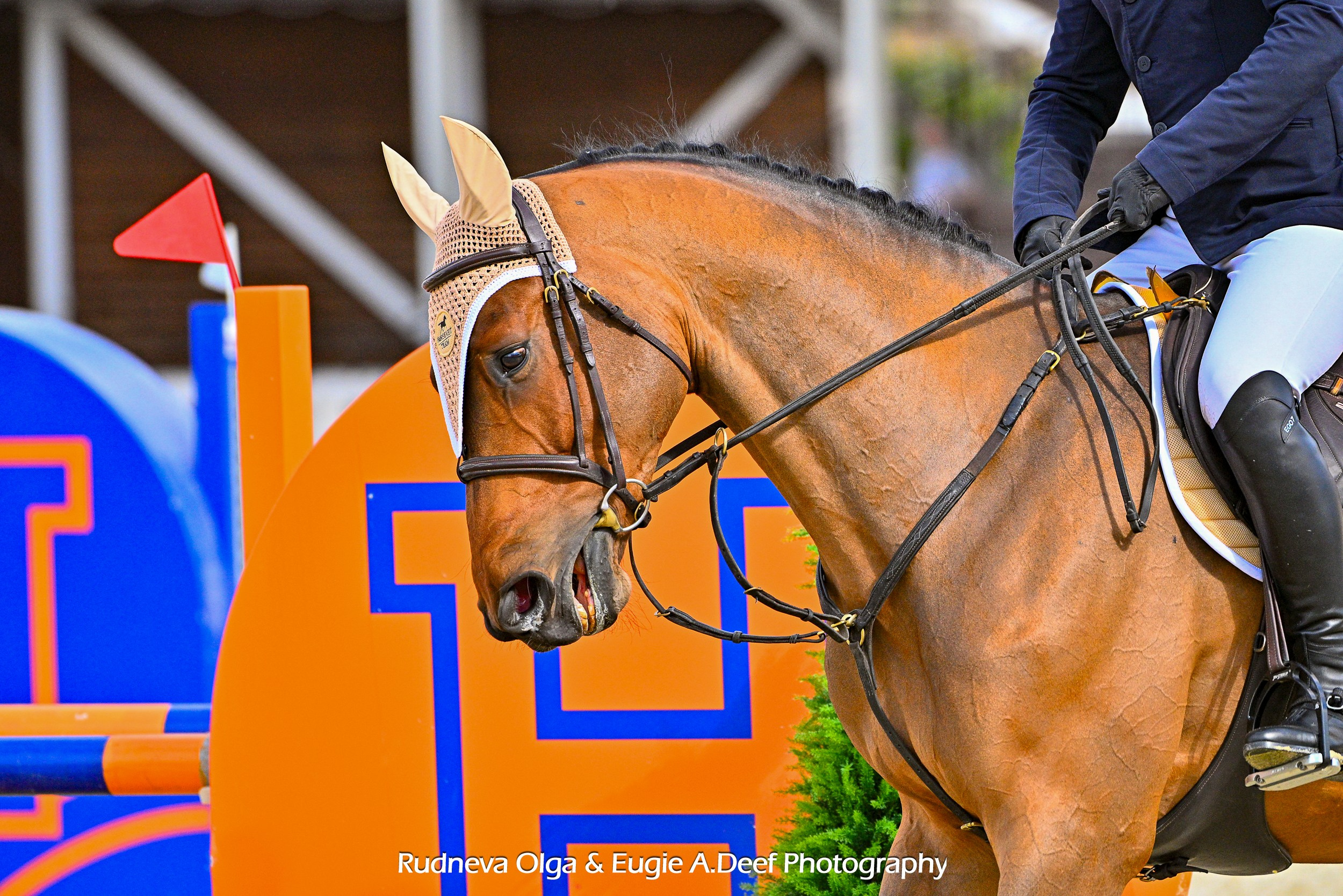 КСК «HORSEKA» Конкур «Кубок «HORSEKA"1 этап (1день) (1). ТУРНИРНАЯ КОННАЯ ФОТОГРАФИЯ, Руднева Ольга и Евгений Адеев
