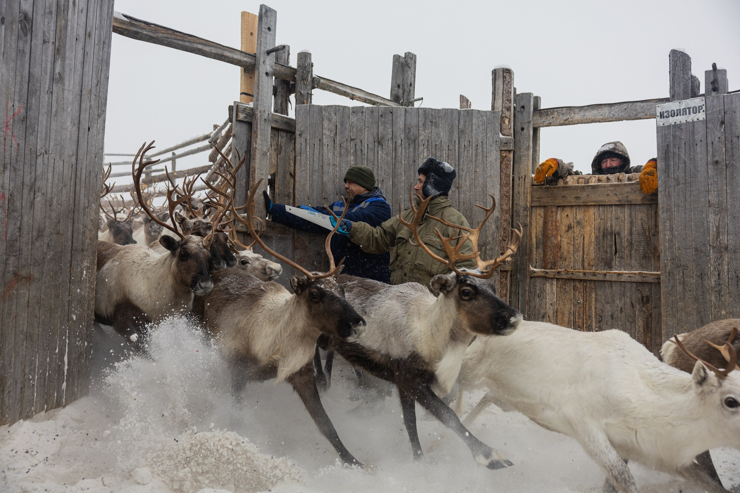 Кораль. Путешествие на север к оленям. TOP. Репортажный фотограф в Сочи — Михаил Мордасов