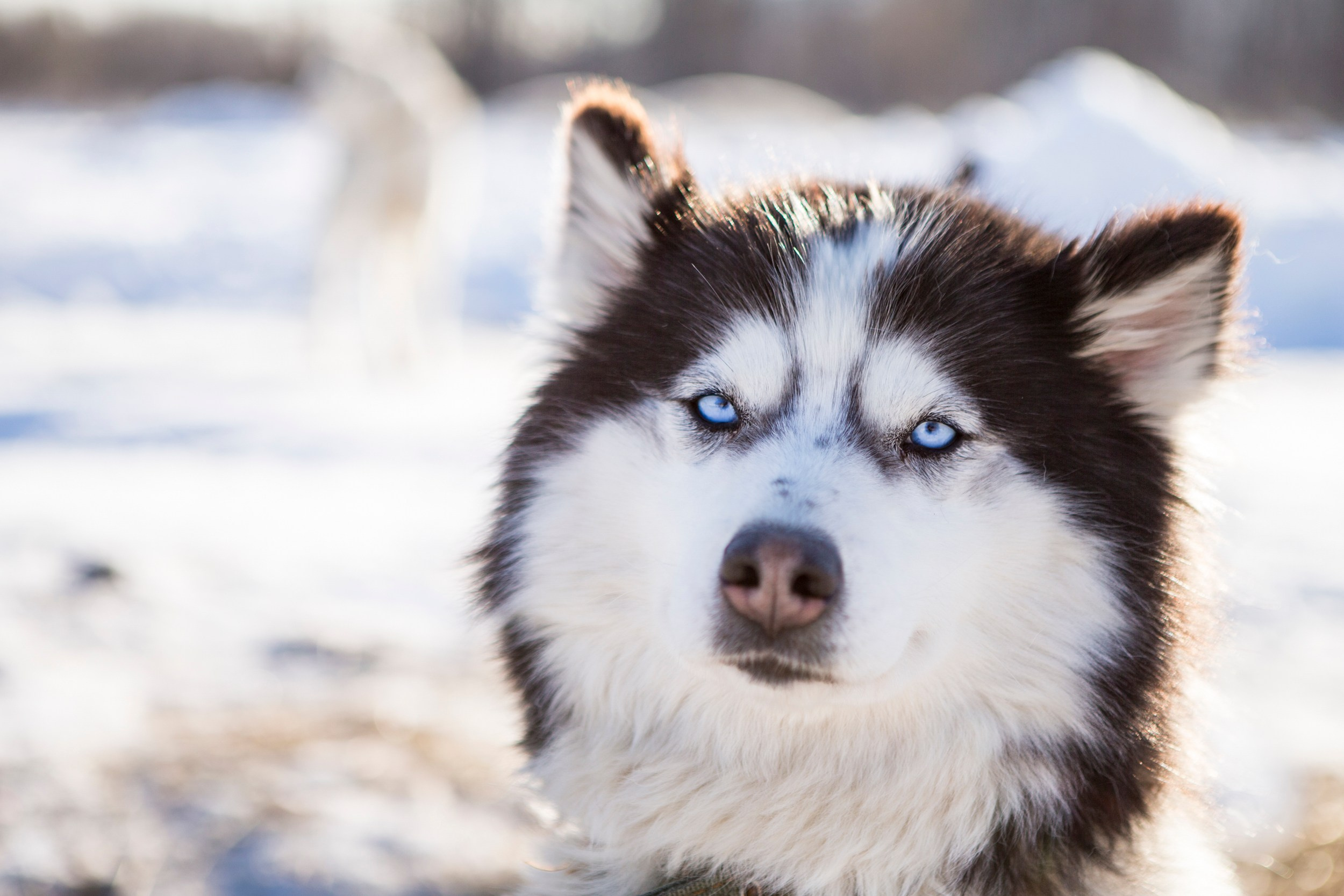 Катание на собачьих упряжках. Время Камчатки: чтобы найти свой путь, нужно скорость умножить на время