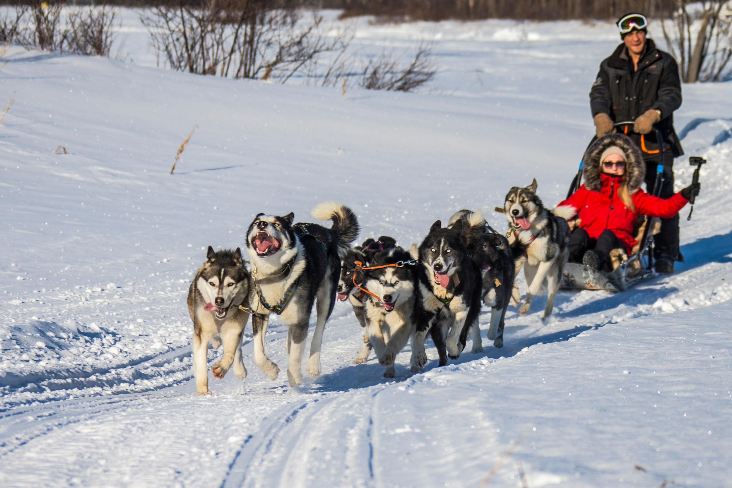 Катание на собачьих упряжках. Время Камчатки: чтобы найти свой путь, нужно скорость умножить на время