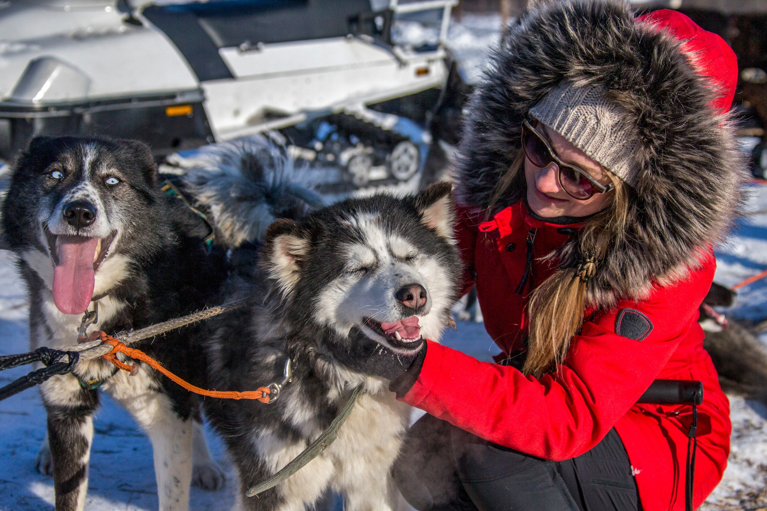 Катание на собачьих упряжках. Время Камчатки: чтобы найти свой путь, нужно скорость умножить на время