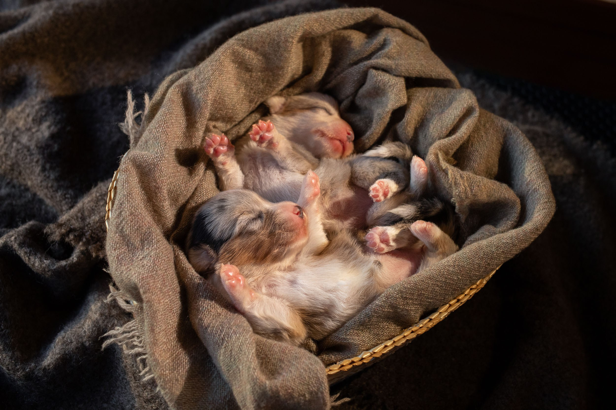 Съемка новорожденного помета для заводчиков. Фотограф-анималист в Москве и Московской области Татьяна Фролова