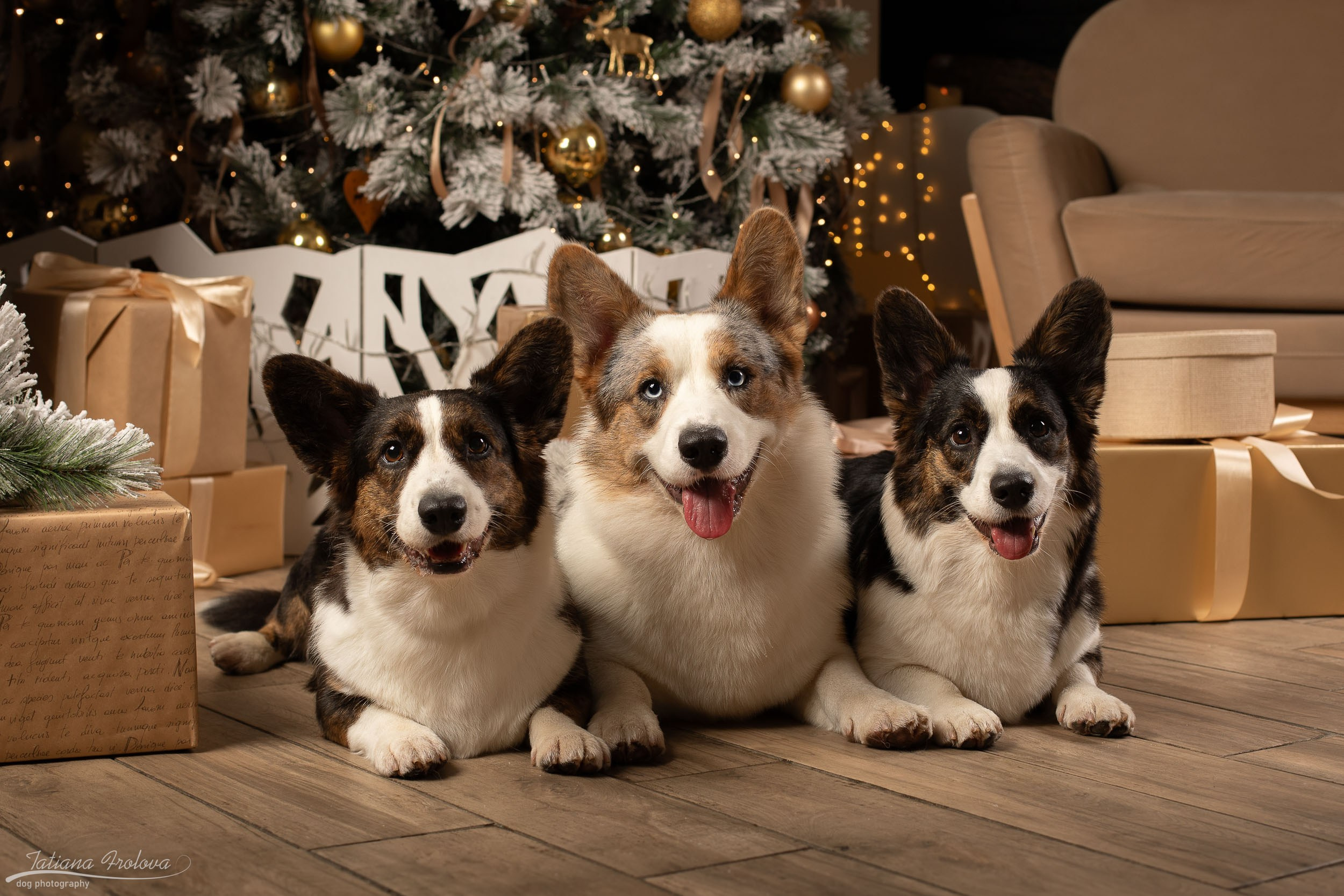 Стоимость фотопрогулки с собакой в Москве и области. Фотограф-анималист в Москве и Московской области Татьяна Фролова