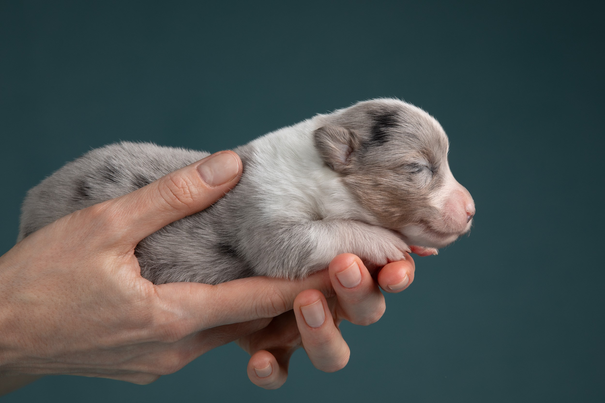 Фотограф-анималист в Москве и Московской области Татьяна Фролова