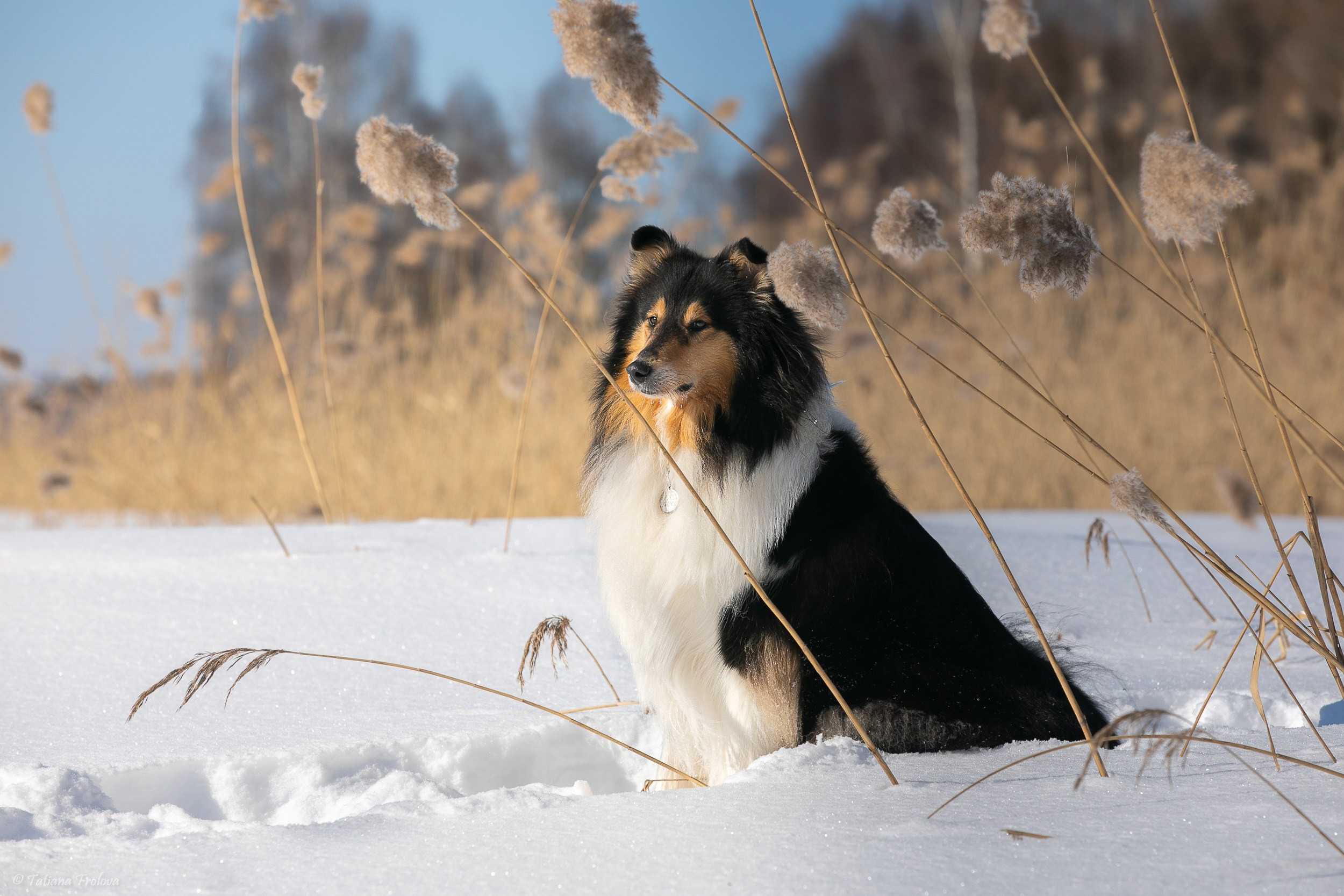 Как подготовиться к фотопрогулке с собакой. Фотограф-анималист в Москве и Московской области Татьяна Фролова