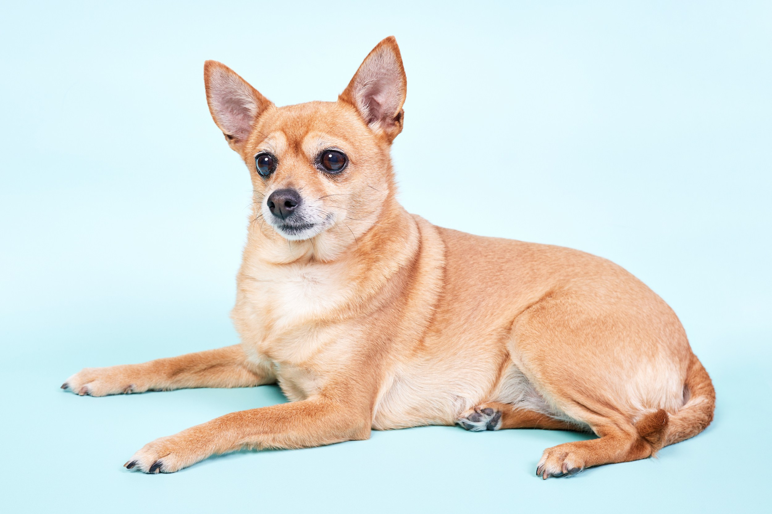 Услуги. Фотограф Татаринов Андрей (Донецк / Макеевка)