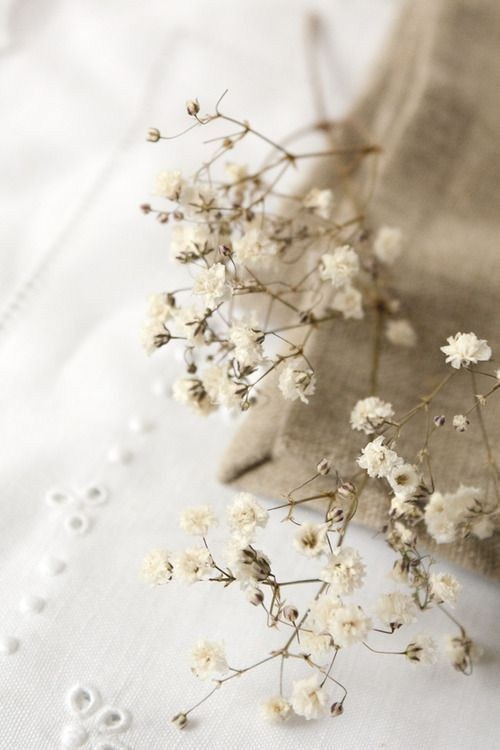 Соколёна. Фотограф Надежда Миронова Вологда