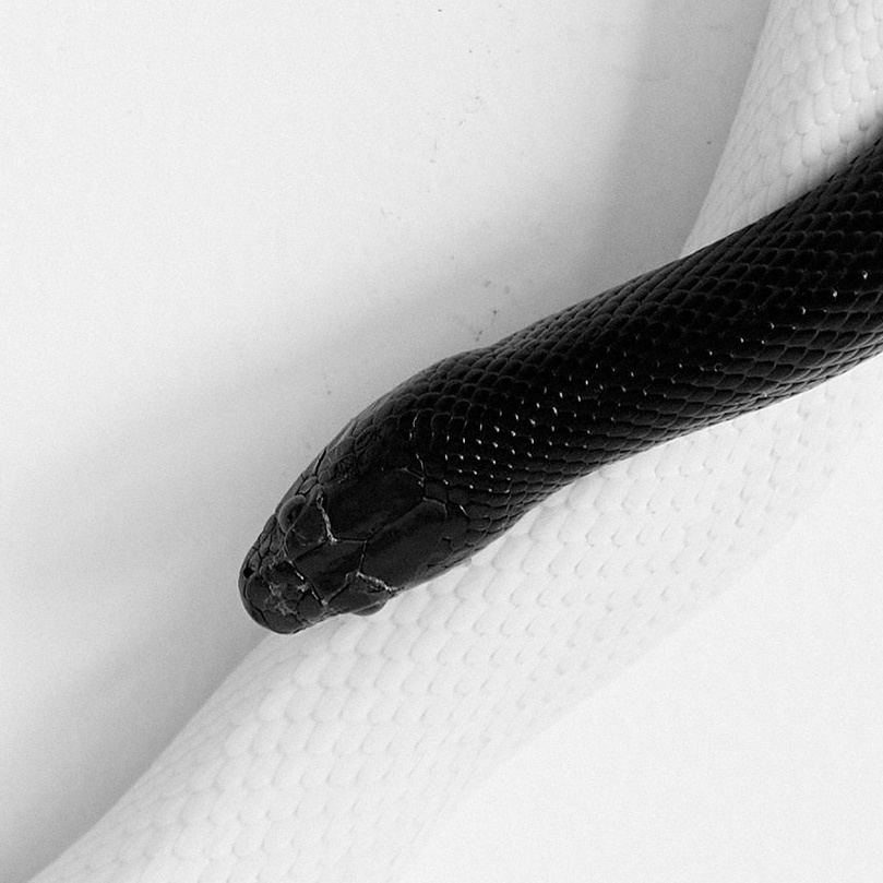 Контакты. Фотограф Екатерина SNAKEKKA|Фотограф из Москвы