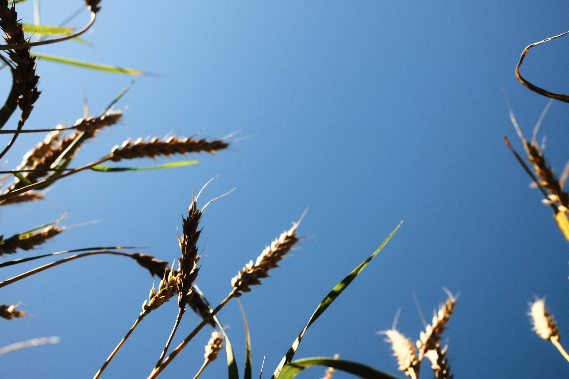 СОЛЯМИ. Belugin Art