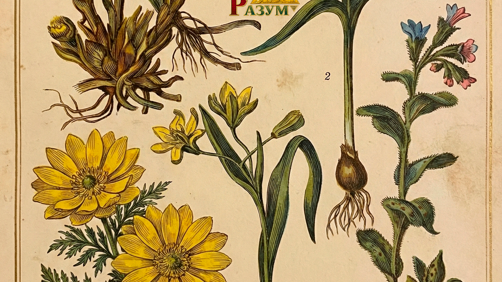 Биология курсы и занятия. Мышление и разум