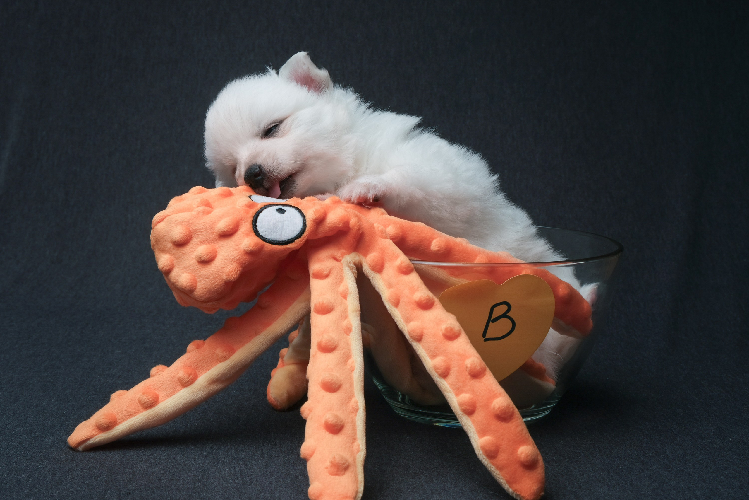 свадебная фотосессия на прогулке