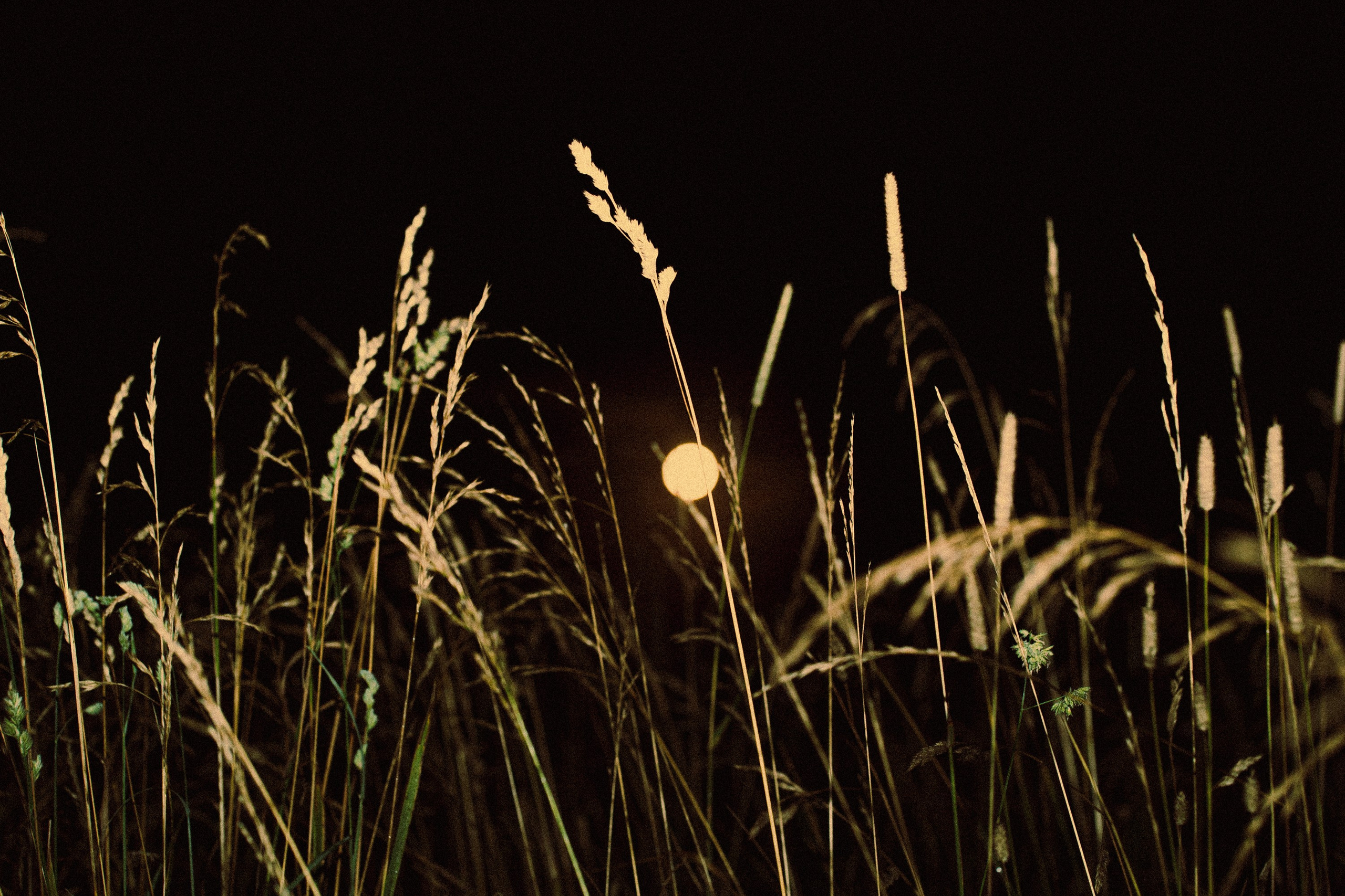 Prints on sale. Tatiana Mishchenko