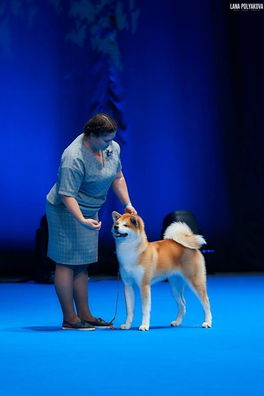 FEMALES. SHIOMARU Shiba and Akita Inu Kennel