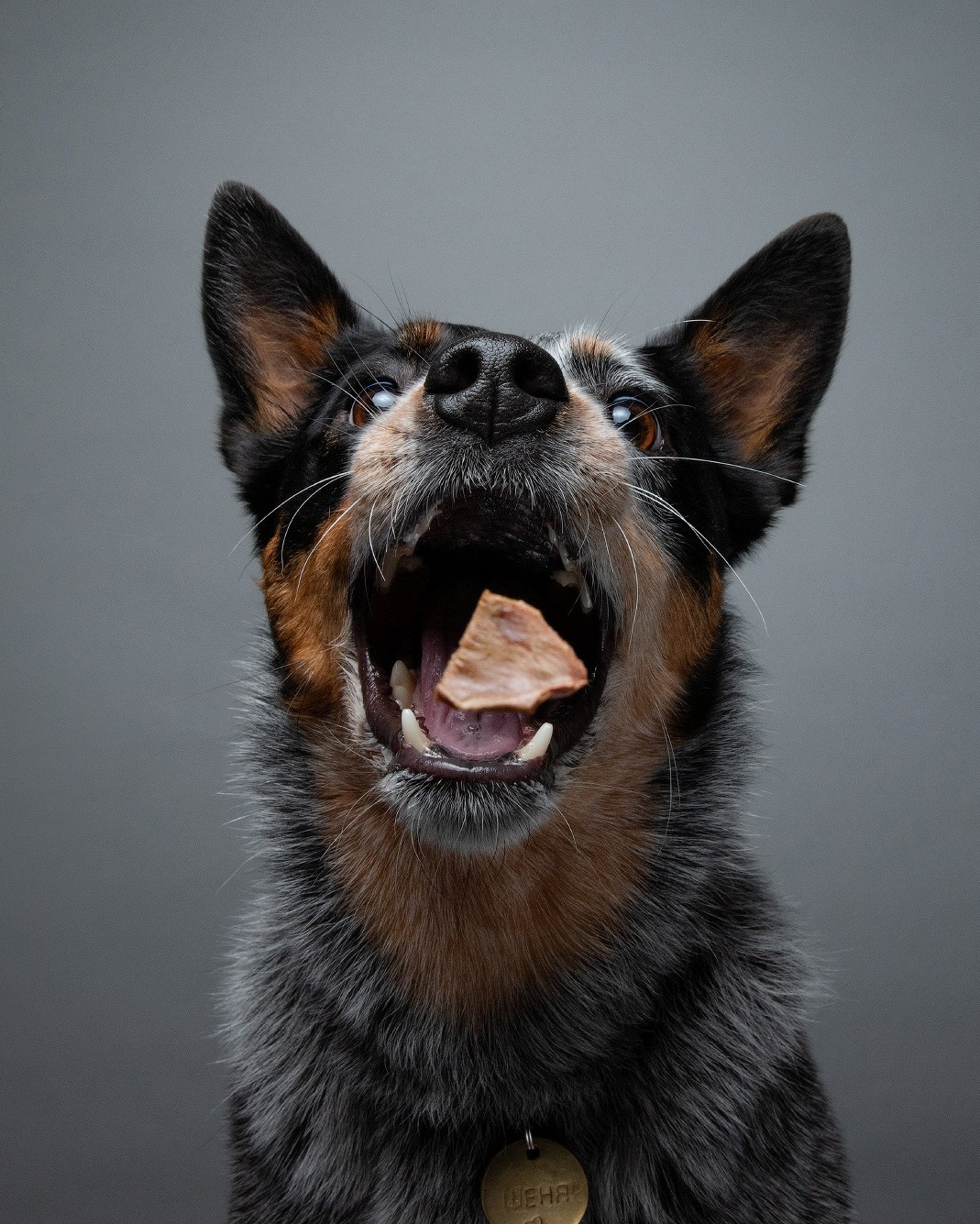 Лучшие трюки собак для фотосессии. Фотограф собак в Москве и Московской области Иванушкина Мария