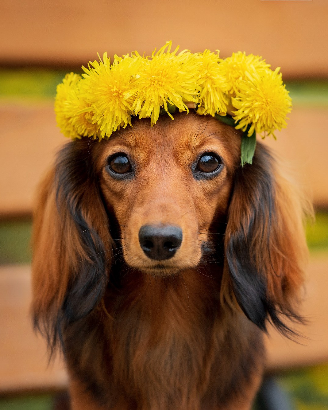 Лучшие трюки собак для фотосессии. Фотограф собак в Москве и Московской области Иванушкина Мария