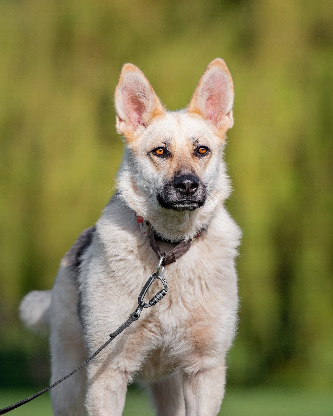 Подготовка собаки к фотосессии. Фотограф собак в Москве и Московской области Иванушкина Мария