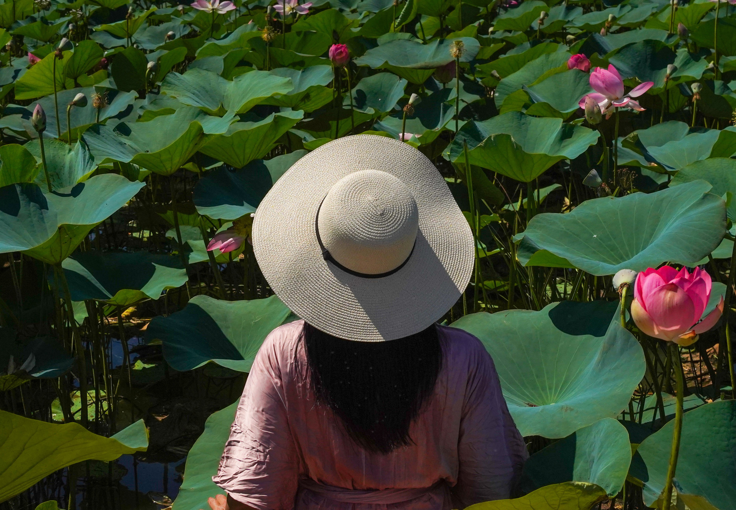Фото-тур в лотосовые поля. Фотограф в Астрахани • Фото-туры • Виктория Герма
