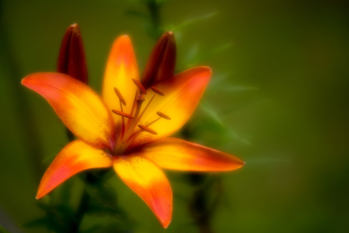 Объективы: софт-фокус. PHOTO COMMUNITY #SBERTEAM