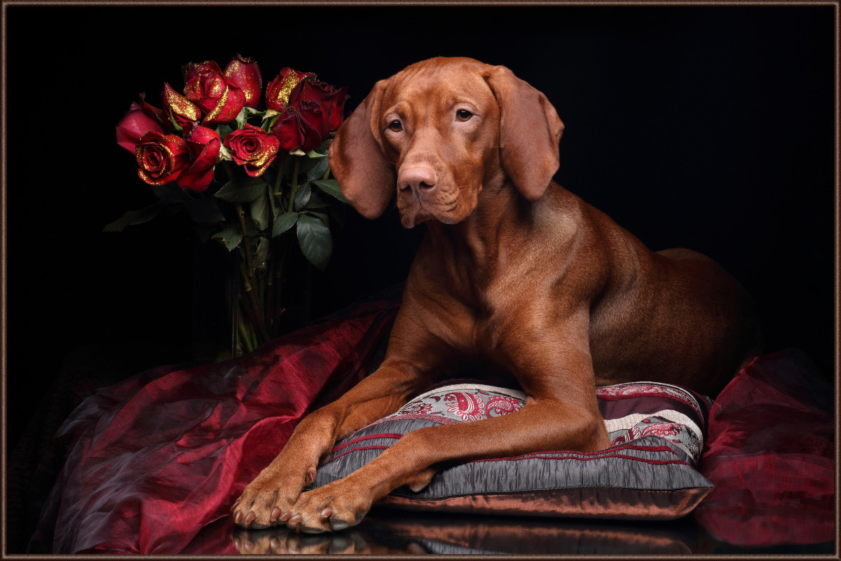 Профессиональная фотосъемка домашних животных в Санкт-Петербурге. Фото