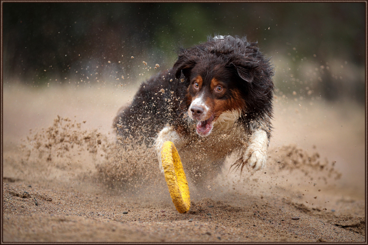 Профессиональная фотосъемка домашних животных в Санкт-Петербурге. Фото