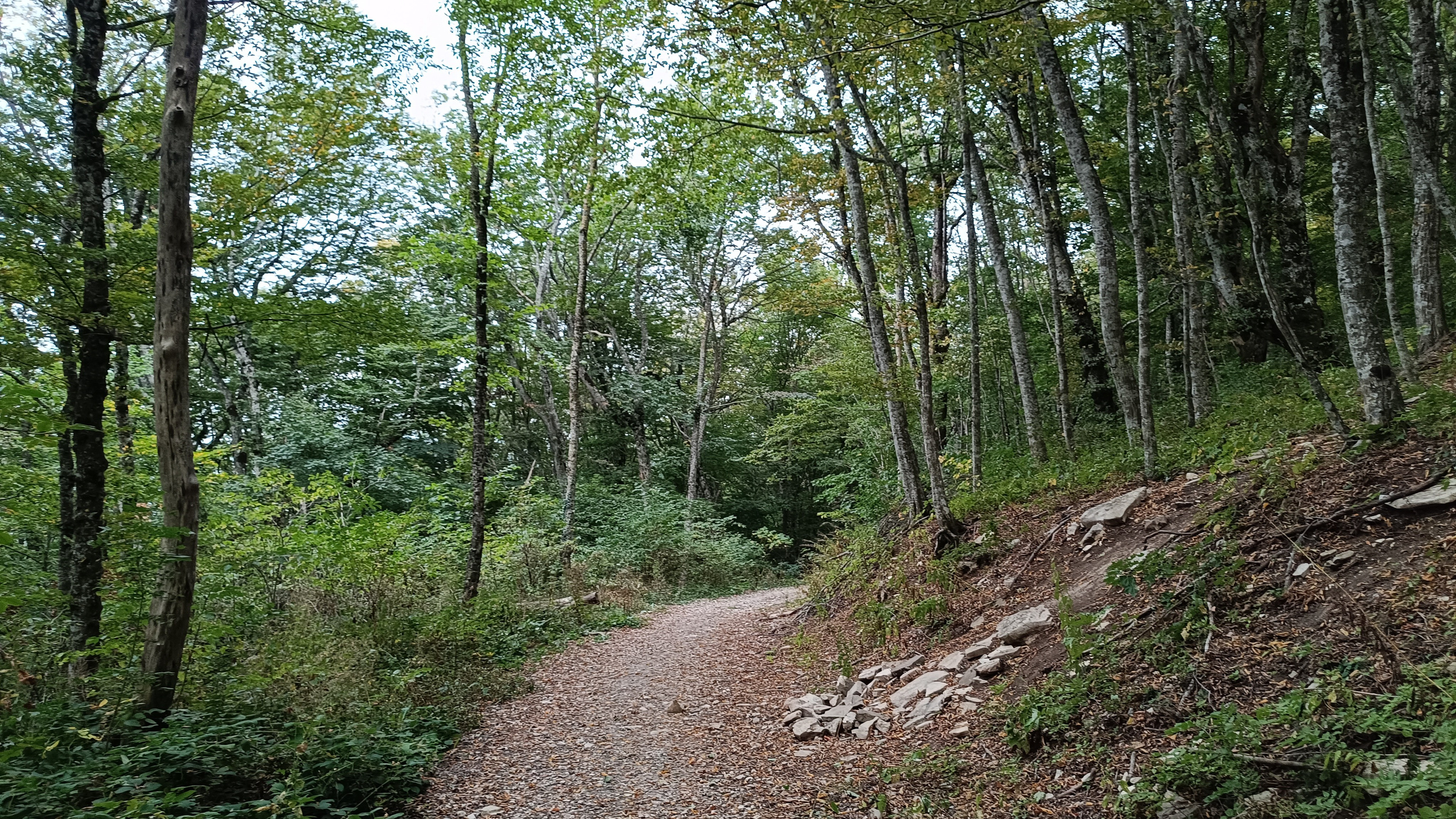 Синрин-йоку. Марина Рыбкина — Глубинная психология