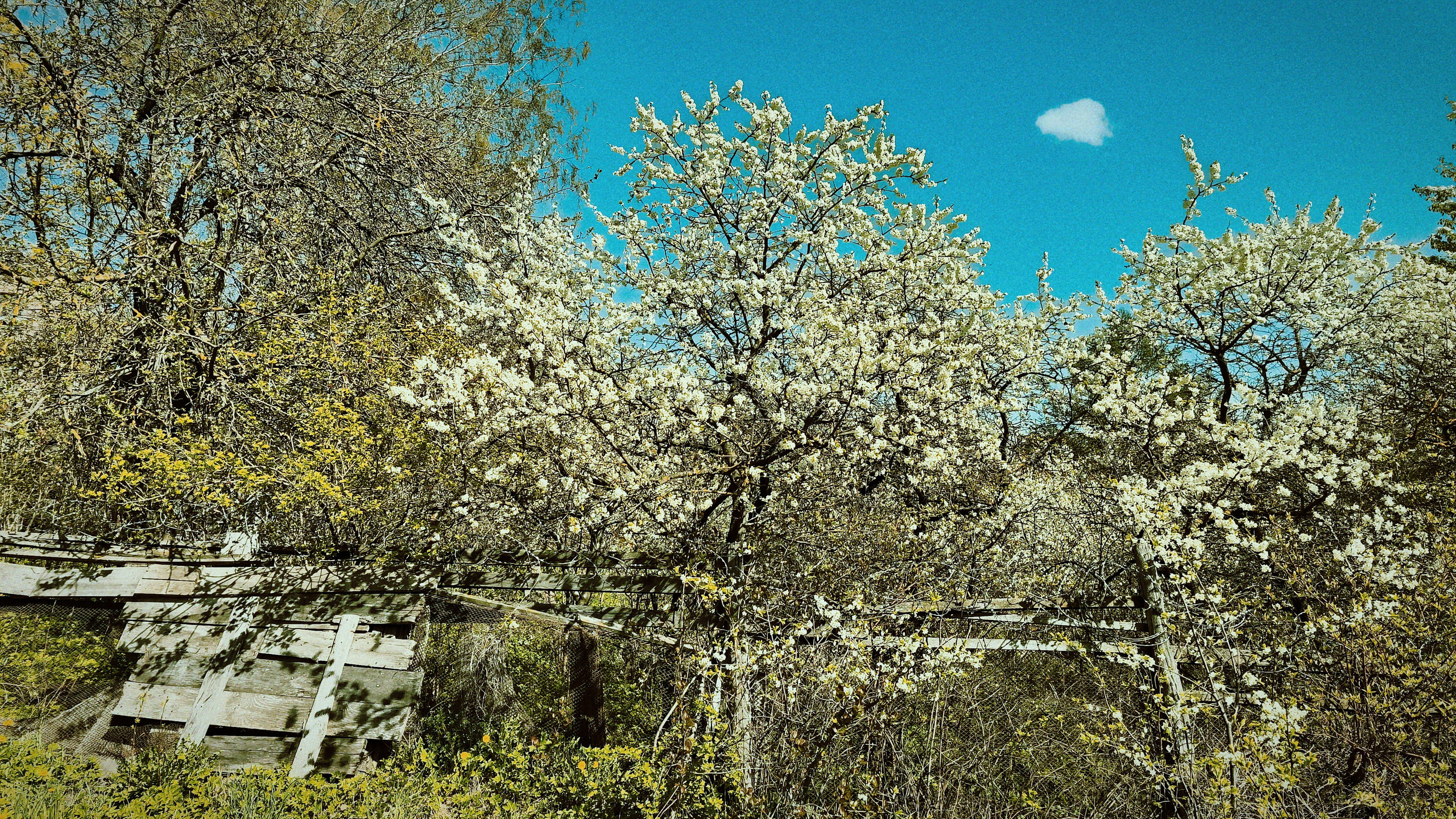 ДРЕЙФ — 26 маят 2025