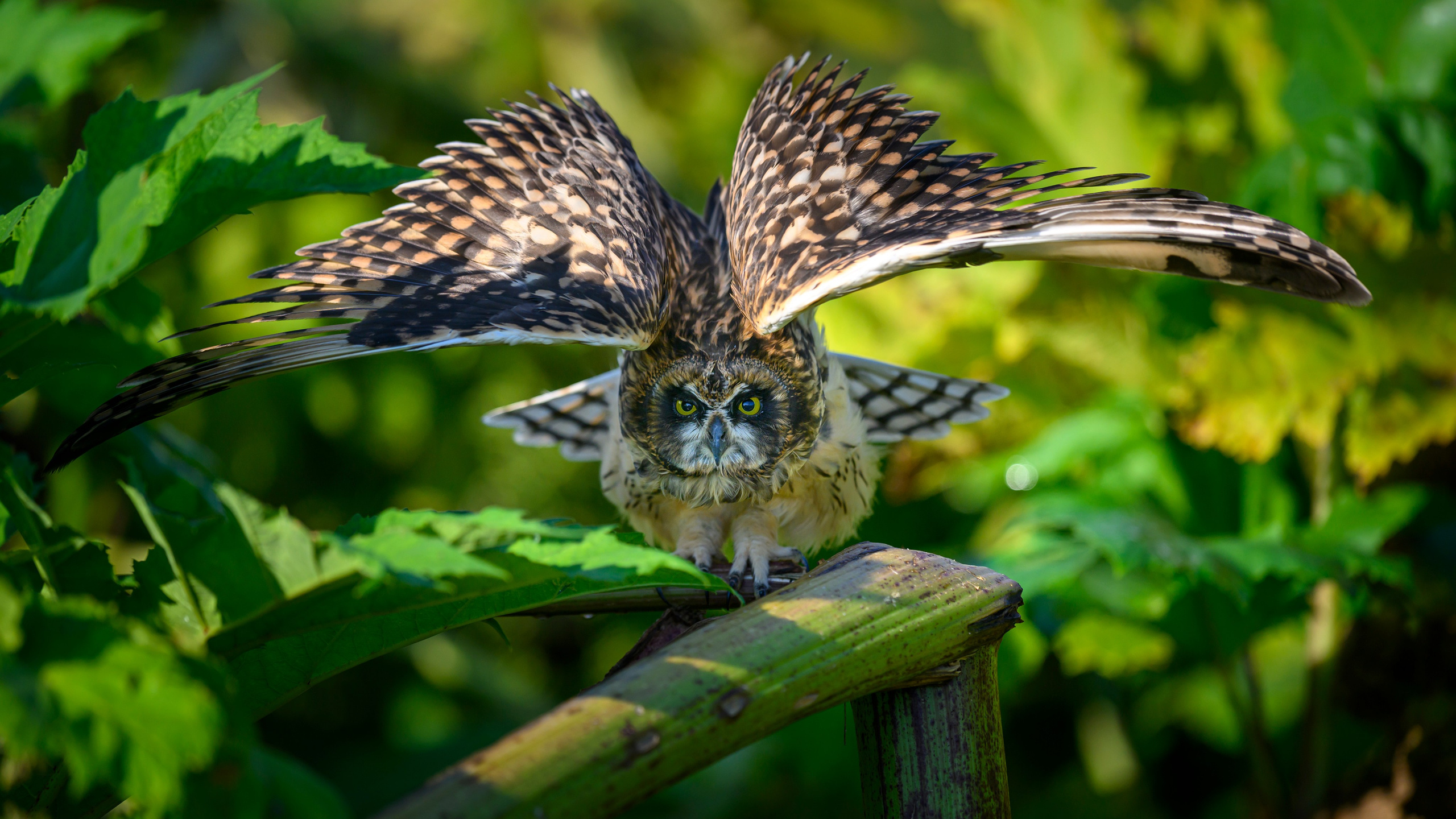 Совята-чертята. Owlets-imps. Фотограф Сергей Пупонин