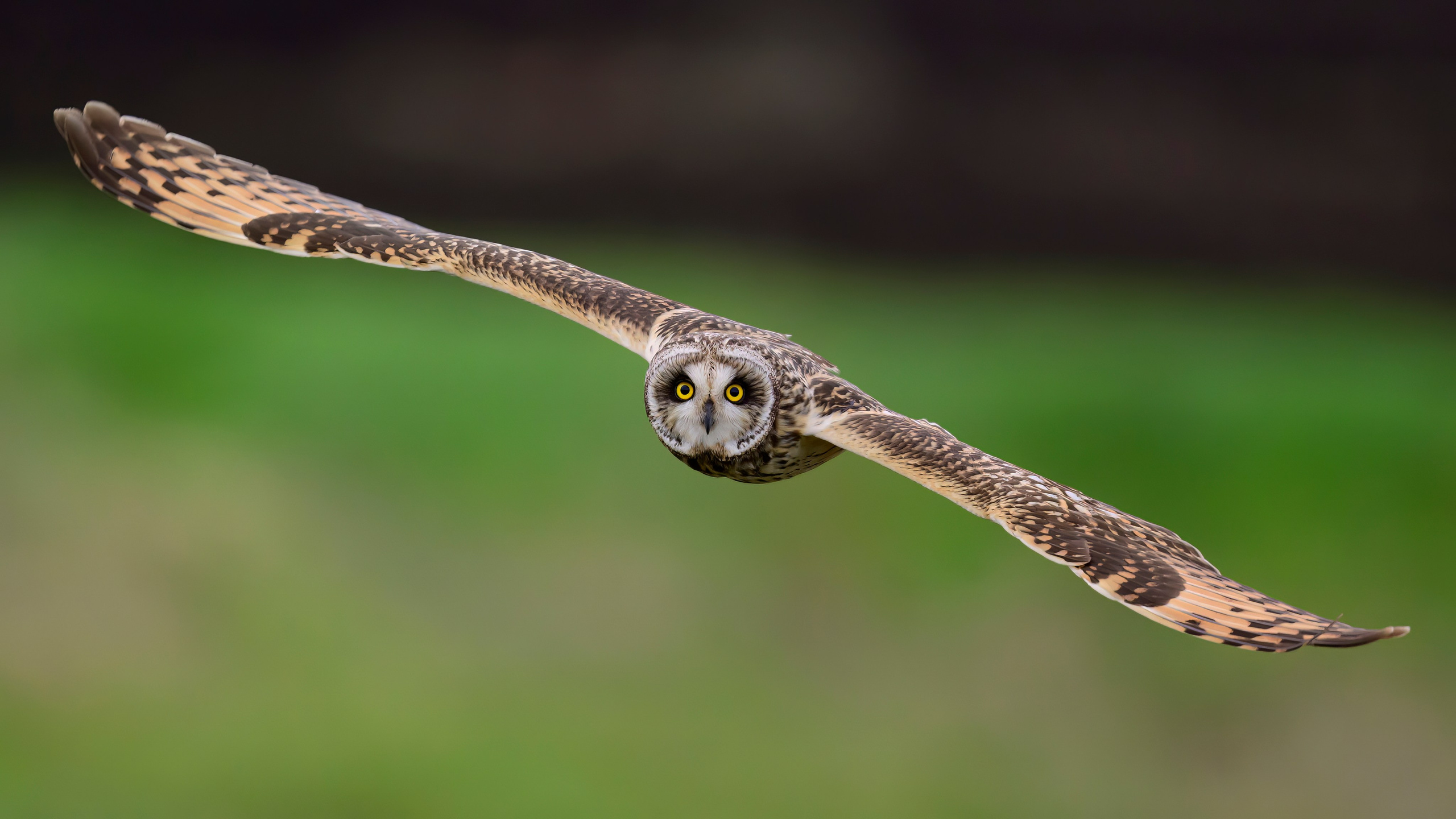 Охота болотных сов. Wildlife photography by Sergey Puponin
