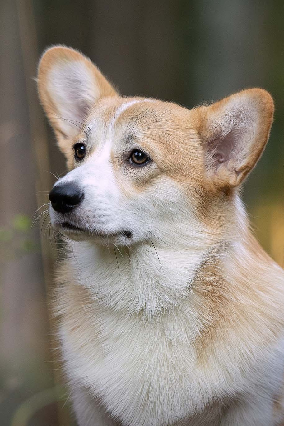 Фотограф-анималист Александра Шеремет