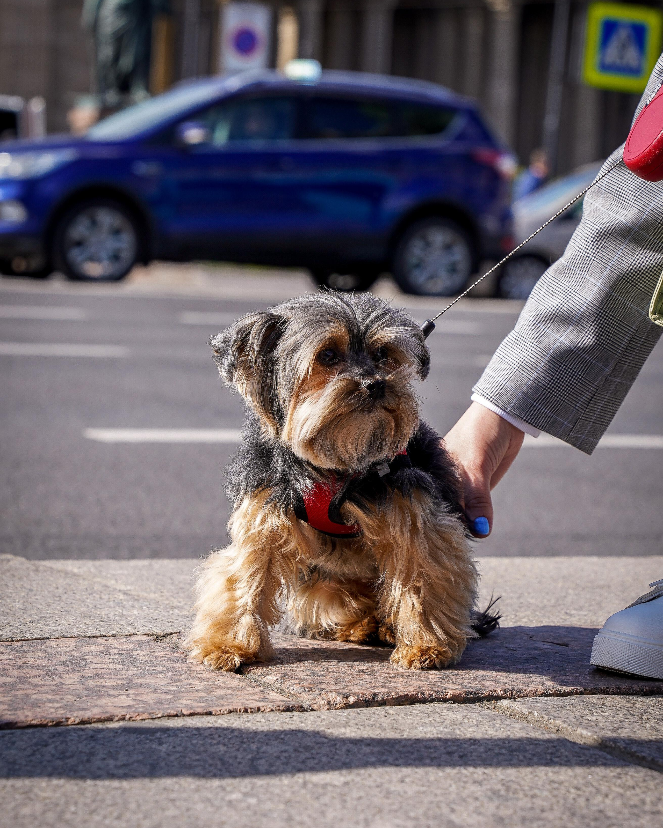 Фотосессия с питомцем