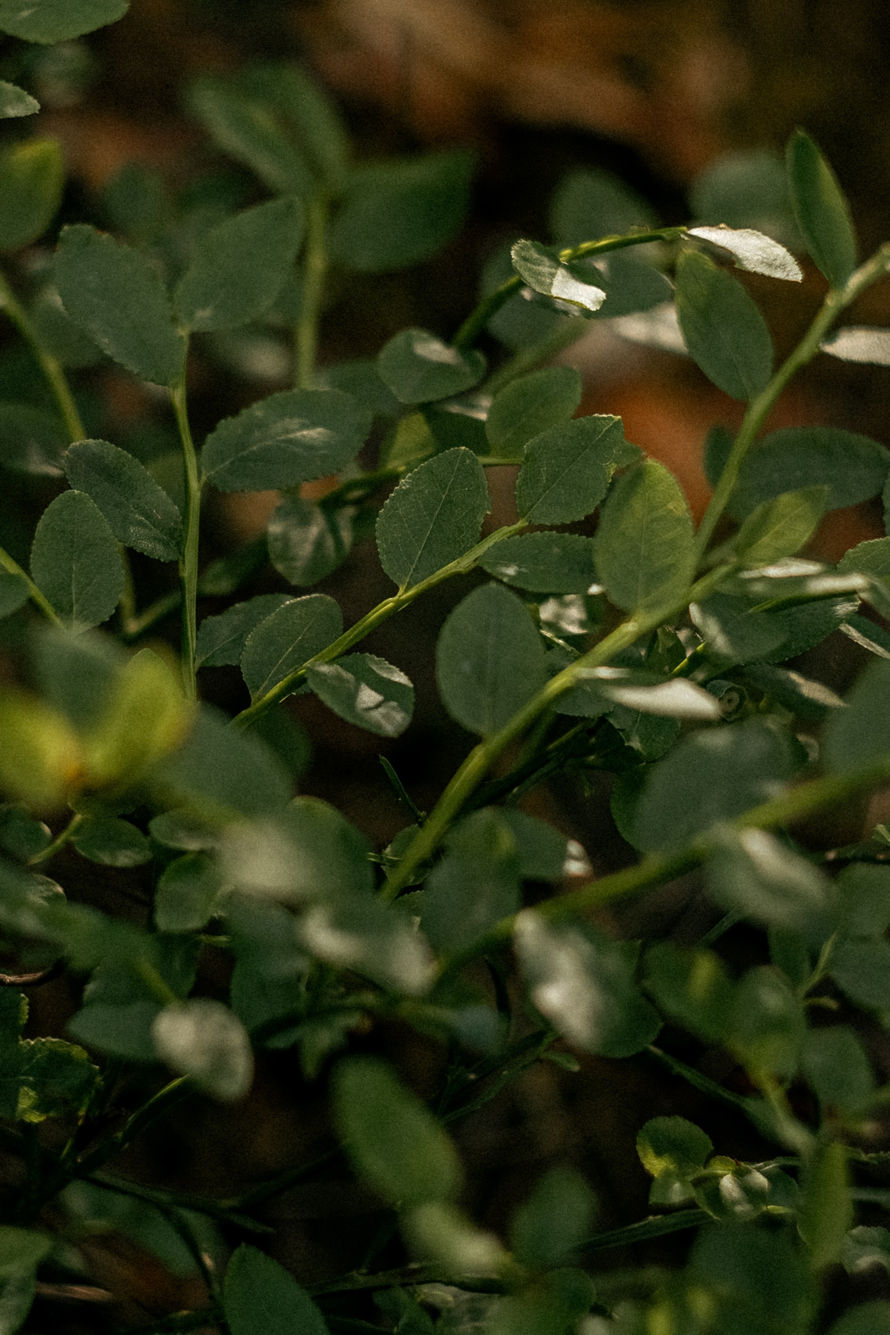 «Голливудская» связка Sony A7 III и Гелиос 44-2. Юля Дэй • Фотограф, Санкт-Петербург