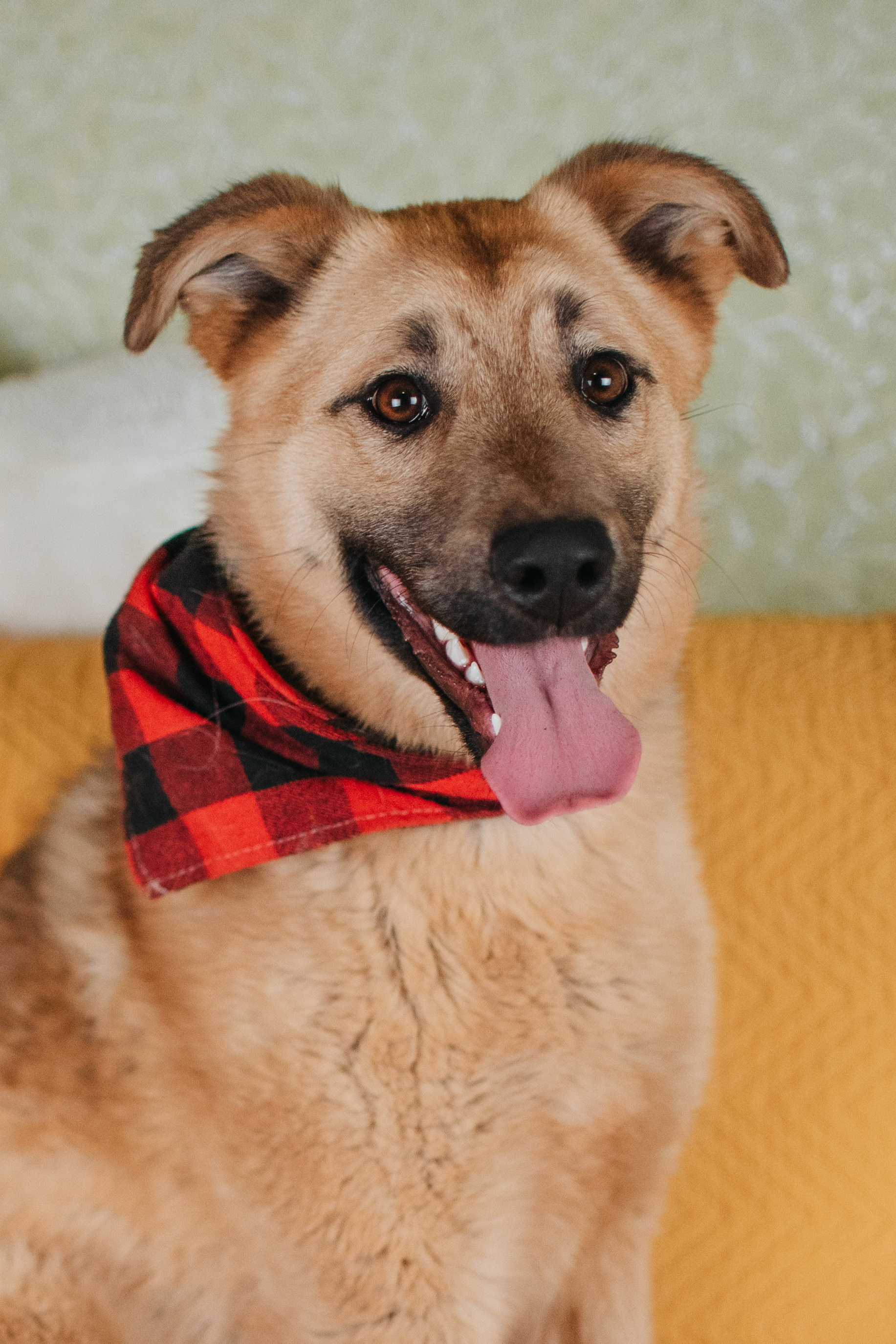 Животные на пристройство. Фотограф-анималист Валерия, Москва, Мытищи