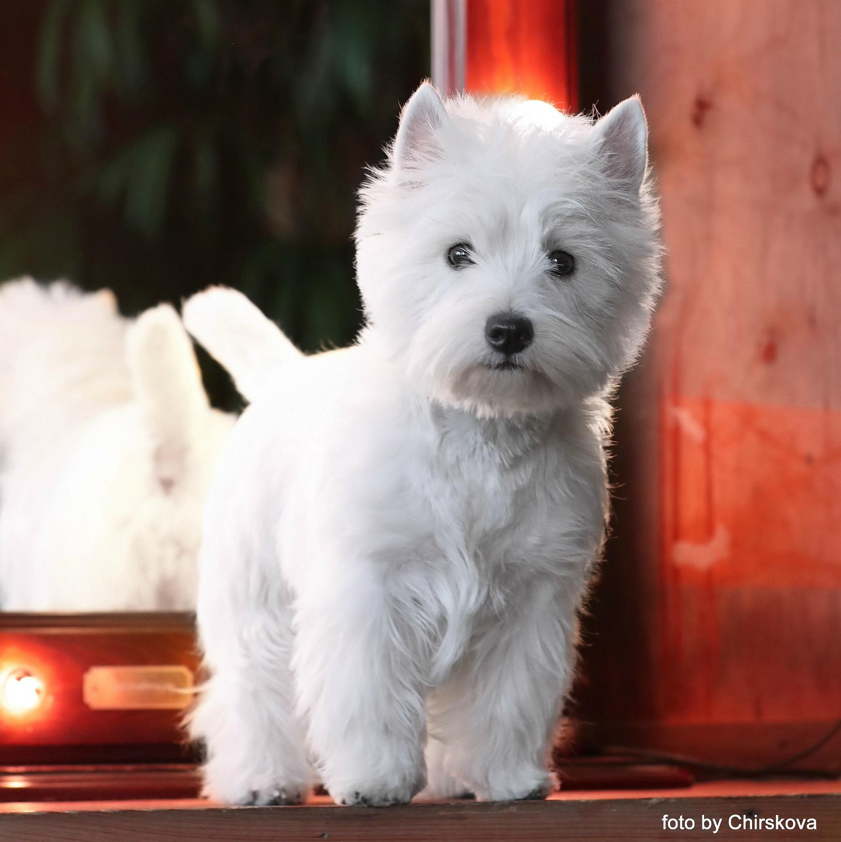 Новости питомника собак. Питомник собак породы вест хайленд вайт терьер в Москве