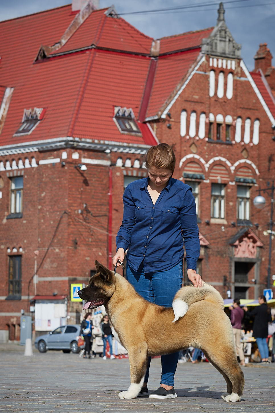 Dog show career. AMERICAN AKITA RUBYLIGHT KENNEL I SHIBA-INU