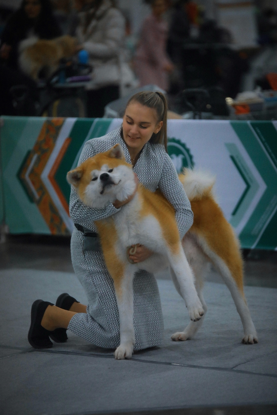 Dog Shows. Kennel Akita inu