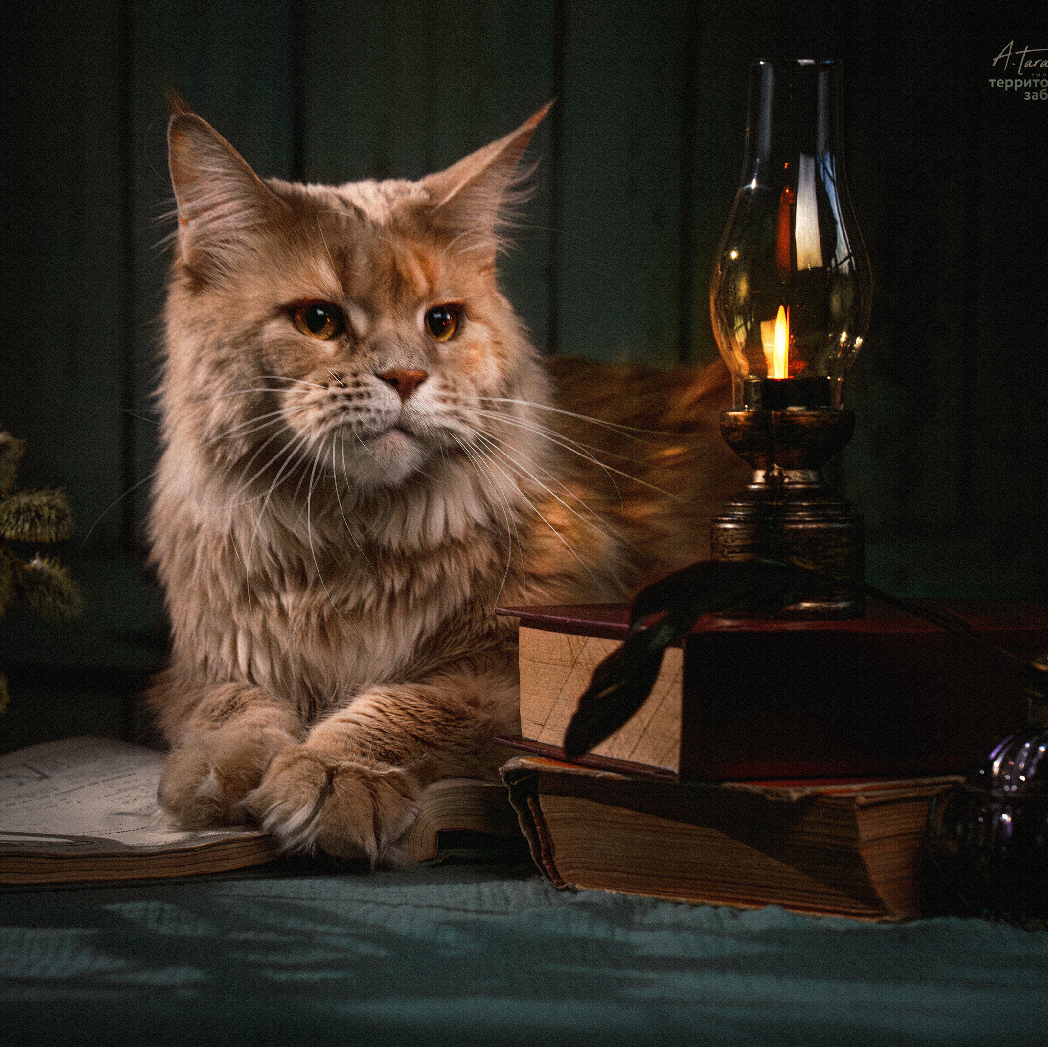 Контакты. Фотограф-анималист, семейный фотограф в Москве и Подмосковье. Фотосъёмка кинологических дисциплин