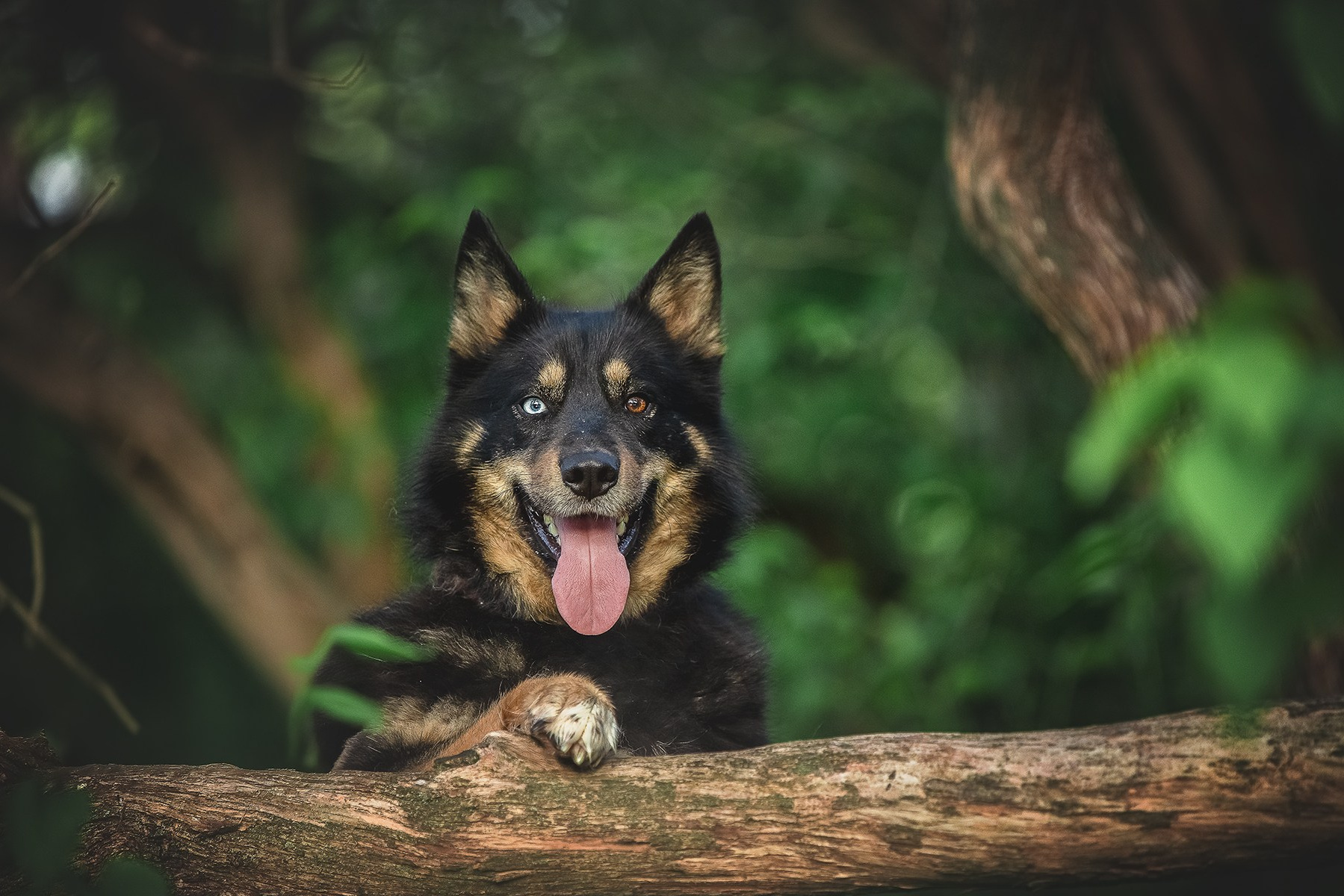 ИЩУТ ДОМ. Фотограф-анималист в Москве и Подмосковье