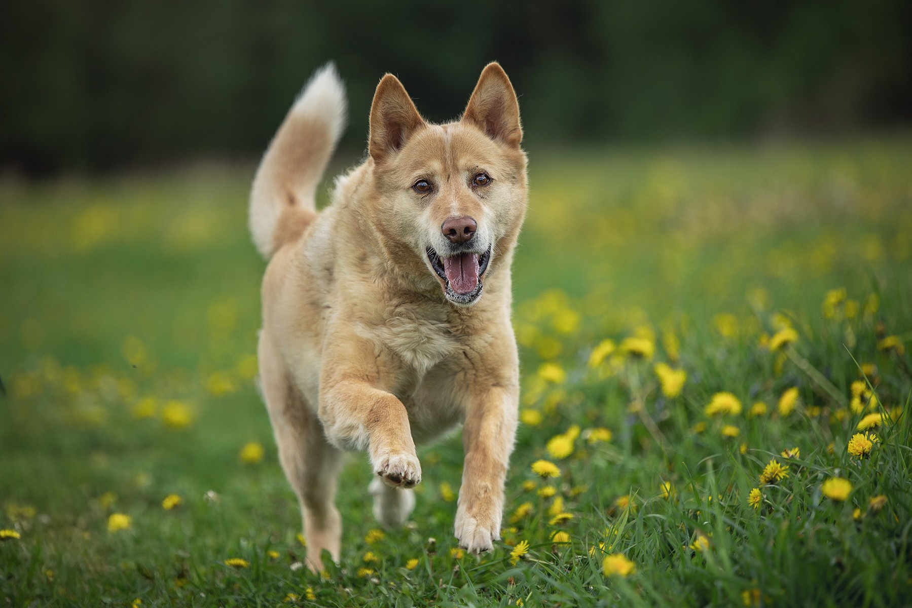 Услуги и цены. Фотограф-анималист в Москве и Подмосковье