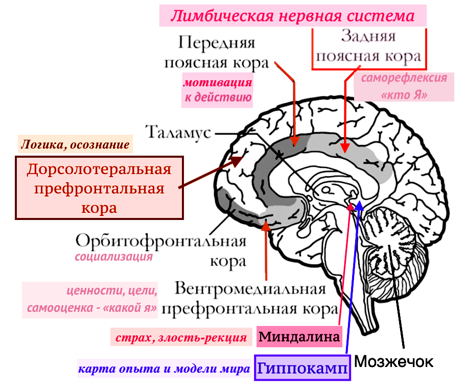 Проекция: воплощение мыслей в реальности. Взгляд нейронауки. Гид и фотограф в Валенсии Новиков Михаил