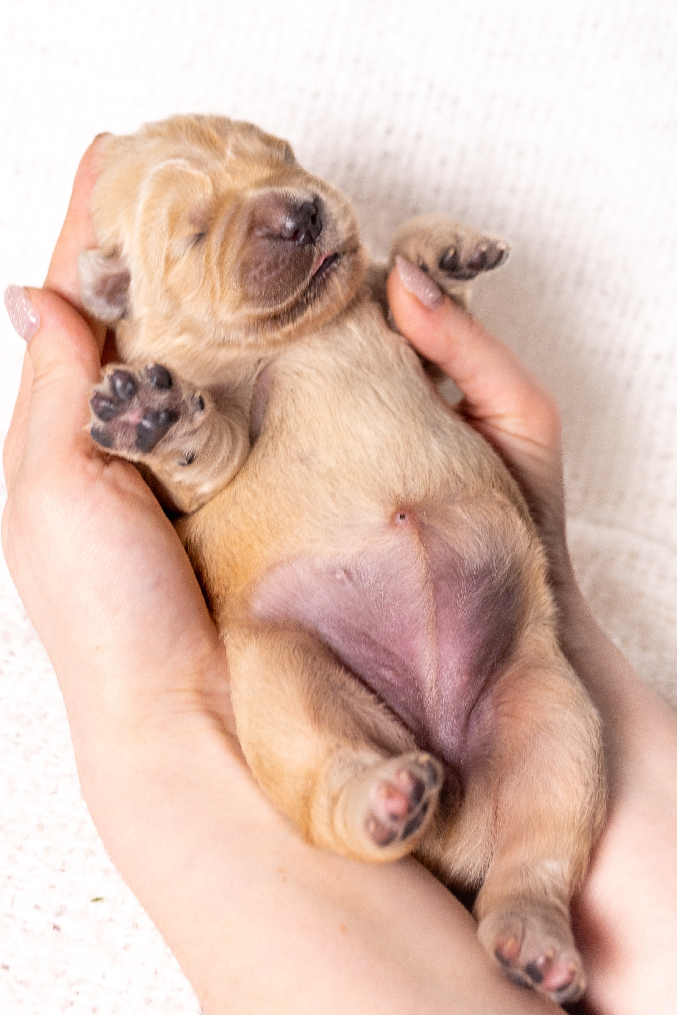 Портфолио. Фотограф-анималист в Москве Кириллова Татьяна